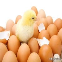 鸡蛋太小能孵化出小鸡吗（什么鸡蛋才可以孵化出小鸡来）