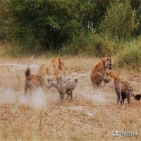 最经典的狮子鬣狗之争 狮子为什么不喜欢吃鬣狗