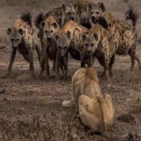 鬣狗偷袭熟睡的雄狮能得手吗 成年雄狮能打赢多少只鬣狗