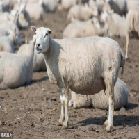 羊怀孕多久奶包才变大（母山羊怀孕有什么方法可以分辨）