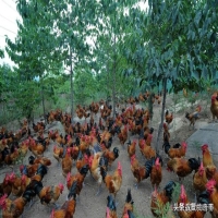 100只鸡放在荒野中的变化 山上放养鸡3年会怎么样
