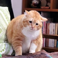 宠物猫怎么能长胖 猫咪喂食什么才能快速长胖
