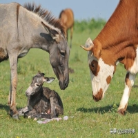 牛和驴哪个力气大 马和牛的力量对比谁更大