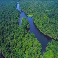 亚马逊河里最凶猛的动物 亚马逊雨林有哪些恐怖危险动物
