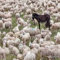 牧羊犬在草原上的作用 草原上养驴会看守羊群吗