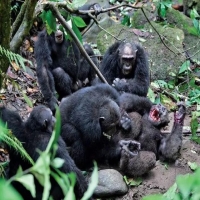 大猩猩的领地意识有多强 大猩猩领地被入侵做什么动作