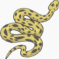为什么蟒蛇没进化出毒液 蟒蛇猎杀猎物的方式