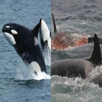 鲨鱼会攻击蓝鲸吗 虎鲸为何能够咬死蓝鲸