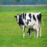 奶牛不怀孕为什么能产奶 揭秘奶牛一直产奶的原因