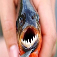 可怕食人鱼为何不称霸亚马逊河 食人鱼真的凶残没有天敌吗