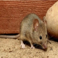 老鼠灭绝对人有什么影响 没有老鼠对地球带来什么后果