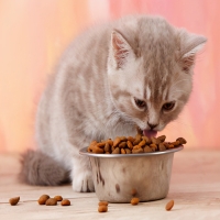 宠物猫能吃火腿肠吗 宠物香肠可以给小奶猫吃吗