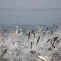 青海湖最大的鱼多少斤 青海湖最大的鱼叫什么鱼