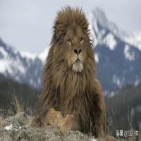 为什么雄狮子不参与捕猎 野生雄狮王不狩猎的原因
