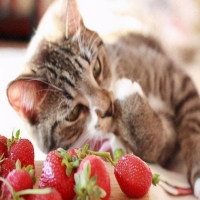 宠物猫可以吃草莓吗 两个月幼猫怎么吃草莓