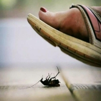 为什么蟑螂不能踩死 蟑螂直接踩死会有什么后果