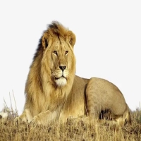 狮子最怕什么动物 狮子最怕的三种东西
