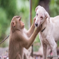猴子为什么没有被驯化 猴子能被驯化当宠物养吗