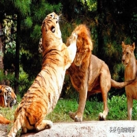 老虎为什么被称为森林之王 老虎三不杀是什么