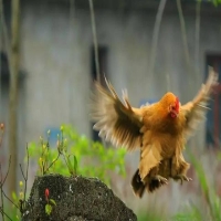 鸡鸭为什么长翅膀不会飞 揭秘普通鸡鸭飞不起来的原因