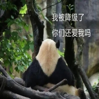 为什么熊猫只有中国才有 世界上别的国家为啥没有熊猫