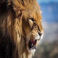 野生狮子为什么不攻击拍摄者 拍摄狮子为什么不受攻击