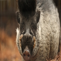 2021野猪是几级国家保护动物 野猪是保护动物吗