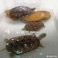 两只乌龟能在一起养吗 家里乌龟不能养双是真的吗