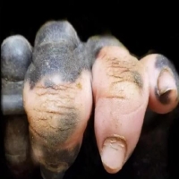 大猩猩进化出人的手指 大猩猩和人类基因上是一个物种吗