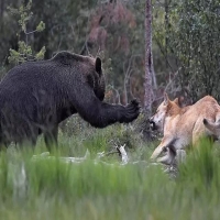 熊冬眠时有没有危险 熊冬眠被觅食狼群发现会被吃掉吗
