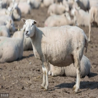 怎么判断母羊配种是否成功（如何使羊的配种更有效）