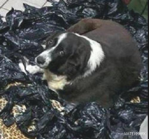狗狗睡在垫子上嫌冷，把家中的垃圾袋全叼回来铺上，目光好可伶