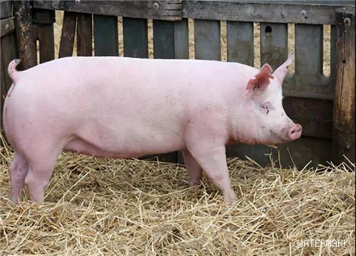 从母猪经常配不上种，到平均窝产15头，养猪达人教你怎么做到！