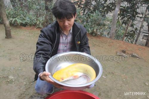 江西钓友长江中钓到4.8斤极其罕见金色鲶鱼