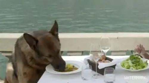 世界上最土豪的狗狗，坐拥25亿财产与豪宅，美女陪吃饭睡觉