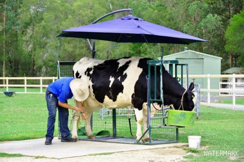 为什么奶牛不用怀孕也能全年产奶，而且产量不低？你注射了激素吗？-