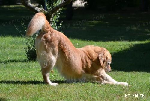 狗狗为什么喜欢伸懒腰，有什么含义