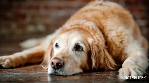 狗狗也是有“心脏病”，尤其是老年人犬，你还不知道吧！