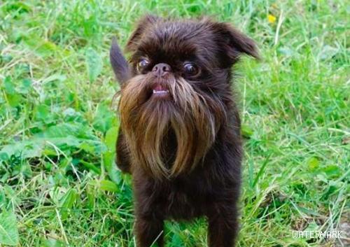 被称为老公公狗的坚果 长胡子却成为它受欢迎的标志