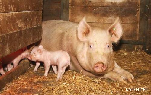 母猪发生便秘的原因是什么？防治母猪便秘时应采取那些措施？