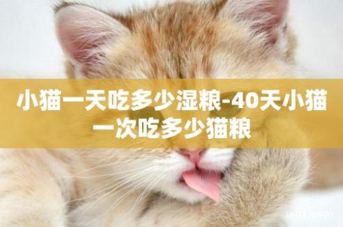 小猫一天吃多少湿粮-40天小猫一次吃多少猫粮