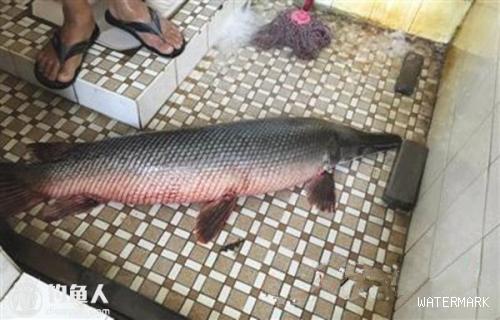 东莞市民水库钓起20斤重怪鱼 原是淡水鱼杀手