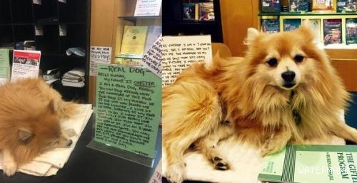 8岁店狗太喜欢睡觉 书店贴告示我是一只真的狗