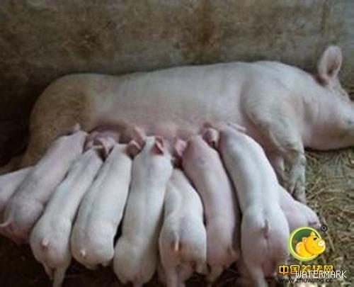 母猪产后无乳