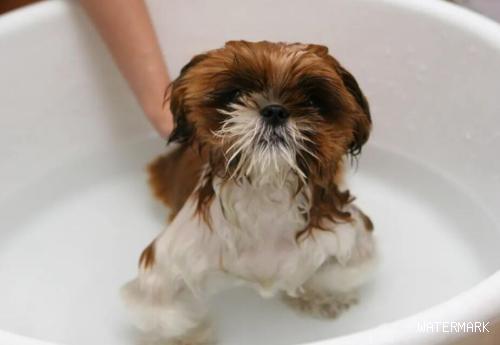 母犬产后能不能立刻洗澡？