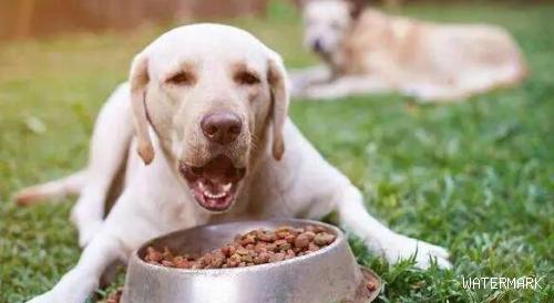  强烈推荐：如何训练狗狗不吃陌生人食物