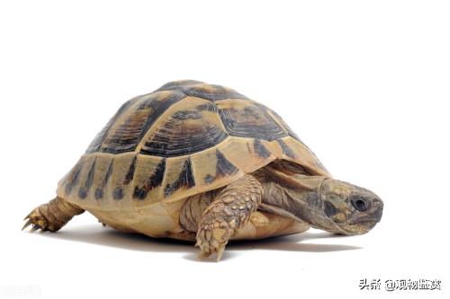 乌龟虽是长寿的，但也要注意饲养管理，乌龟怎么养