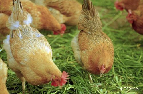 土鸡养殖的机会和威胁，土鸡养殖前景如何