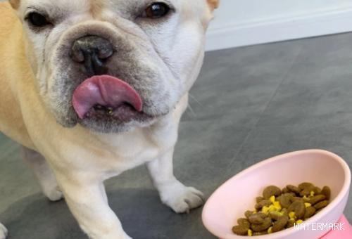 狗狗吃狗粮不嚼立即吞该怎么办呀？来看看吧