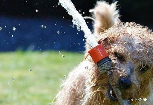 狗狗脱水很危险，5个表示表明你的狗狗要填补水分了